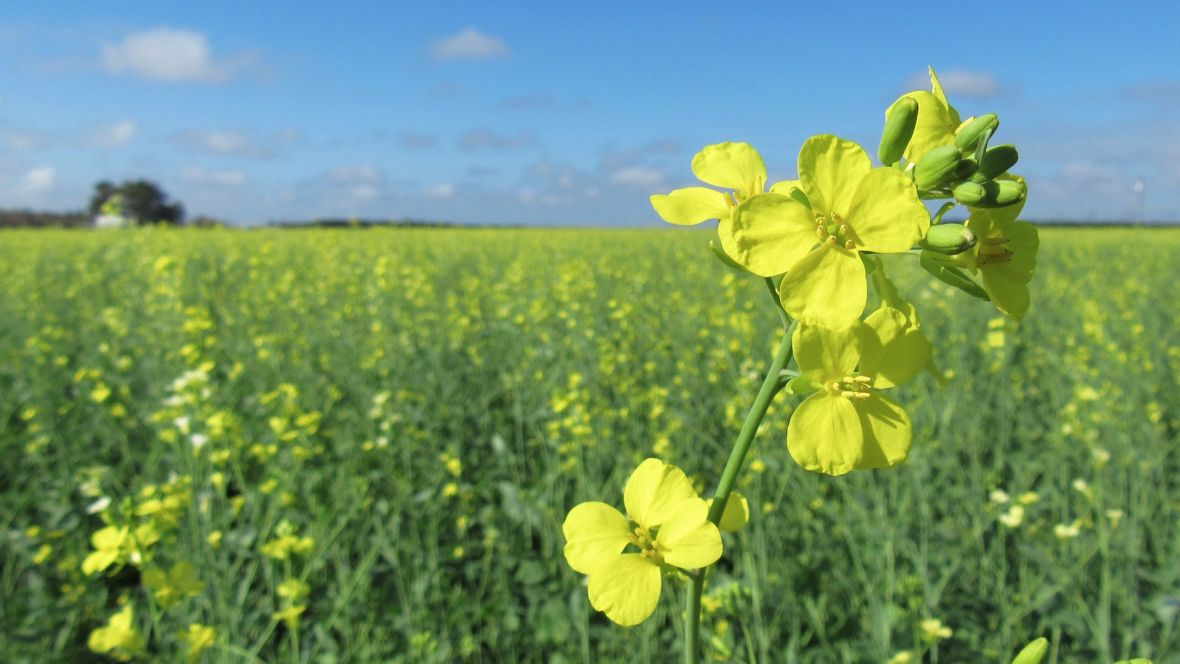 José “Peco” Alonso de Microvidas: carinata, colza, camelina y sus ventajas